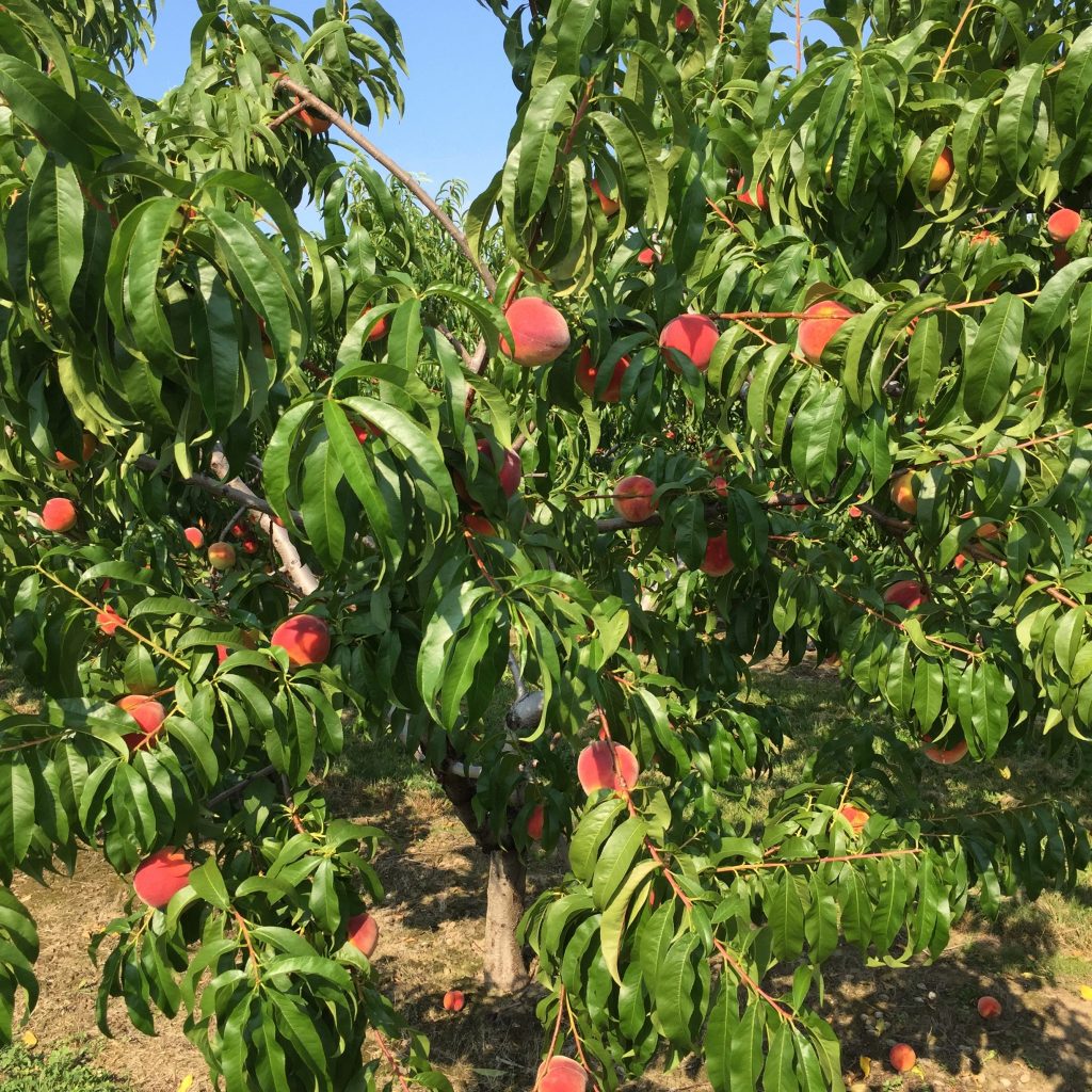 peaches on tree 3